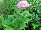 Spiraea japonic