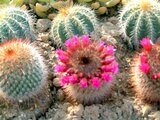 Mammillaria carmenae