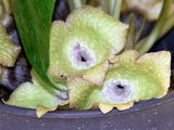 Asarum fudsinoi