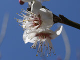 梅 春日野