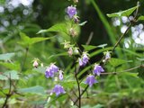 Adenophora remotiflora