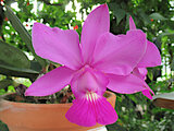 Cattleya