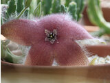 Stapelia hirsuta