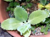 Kalanchoe daigremontiana