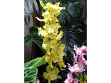 Odontoglossum