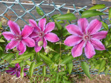 Clematis 'Mrs. N. Thompson'