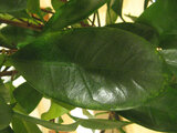 Ficus cyathistipula