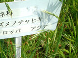 Bromus japonicus