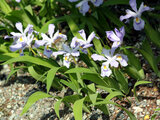 Iris cristata