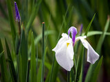 Japanese Iris 'Shinsoukajin'