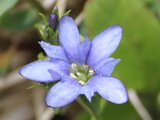 Gentiana nipponica