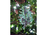 Jade vine