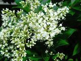 wax-leaf privet