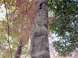 Carpinus tschonoskii