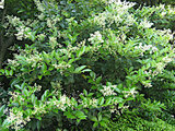 wax-leaf privet