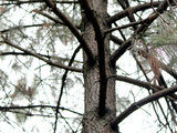 Pinus oaxacana