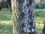 Amur cork tree