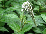 gooseneck loosestrife