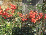 Nandina