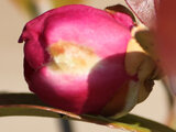 Camellia sasanqua 'Mikuni-kou'