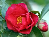 Camellia sasanqua