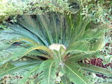 Cycas revoluta