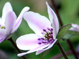 Hepatica nobilis var.japonica form.magna