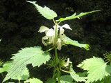 Dead nettle