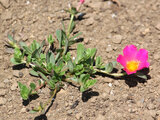 Portulaca grandiflora