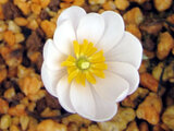 Sanguinaria canadensis