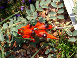 Sturt's Desert Pea