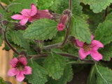 Chinese Foxglove