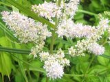 Astilbe microphyll