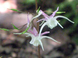 Horny goatweed