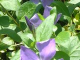 Vinca major