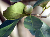 Camellia reticulata 'Mouchang'