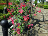 Trumpet honeysuckle