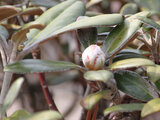 Rhododendron yakushimanum 