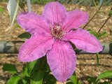 Clematis