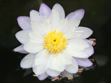 Tropical water lily 'Deep blue Flower'