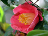 Camellia.Kurenai