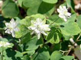 Anemonella thalictroides