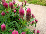 crimson clover