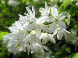 Deutzia gracilis