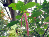 Chenille plant