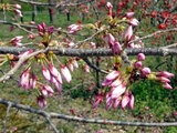 桜 アメリカ