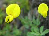 Lotus japonicus