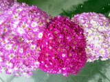 Florist's Cineraria