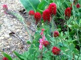 crimson clover