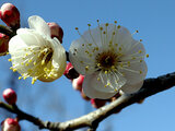 Prunus mume 'Choju'